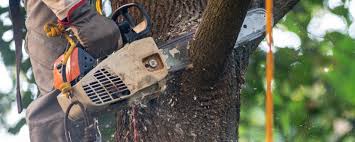 Best Fruit Tree Pruning  in Lincoln, CA