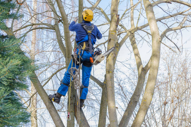 Best Root Management and Removal  in Lincoln, CA